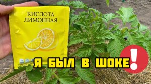 Я был в шоке! После даже дохлые ТОМАТЫ, ОГУРЦЫ сразу пошли в рост и не болеют!