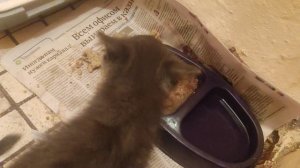 11 июня утренний завтрак 🐱 Васи...
