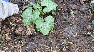 НАКОСИЛИ 🍀ГОЛОШЕЙКАМ-🐥 Зита и Гита🐷Клубника - ещё вариант 🍓