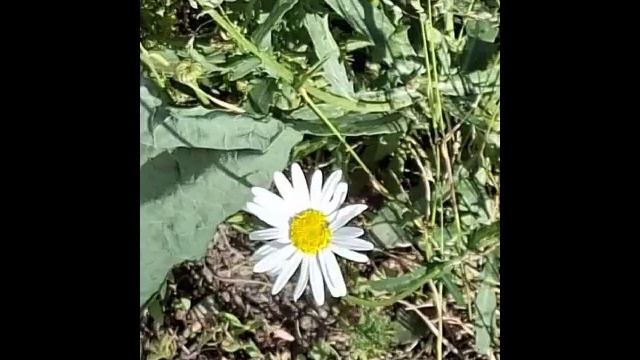 Прекрасный июнь, прелестные цветы, природа и прекрасная мелодия.mp4