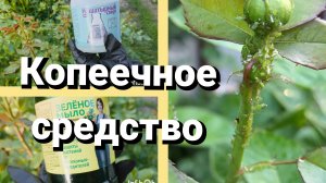 Обработка роз от тли. Подкормка роз