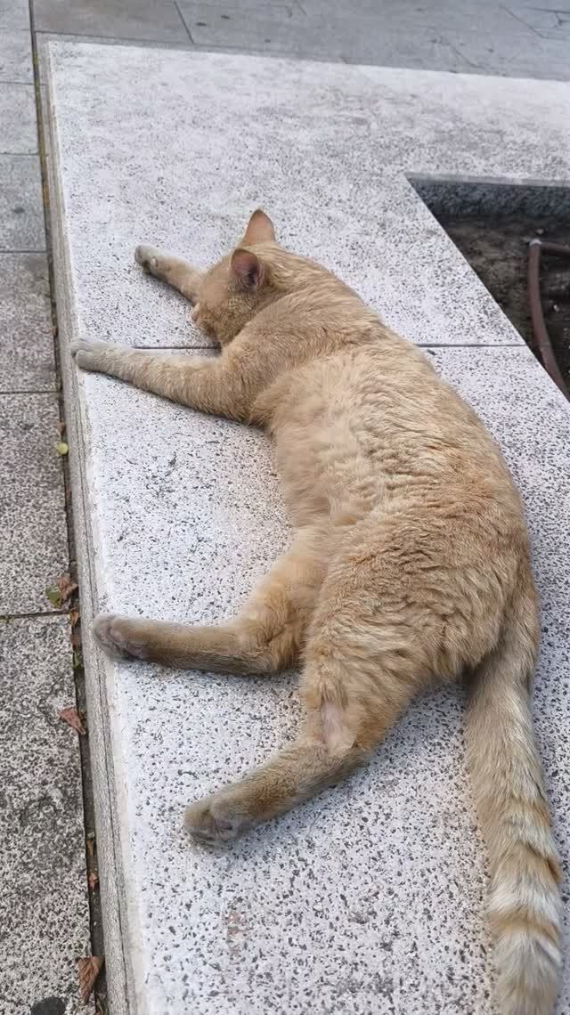 Кот кошарник 🐱отдыхает Жара Июнь Лето