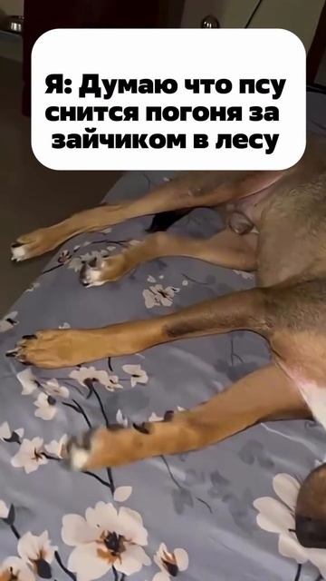 Думаю что псу снится, погоня за зайцем. А нет.