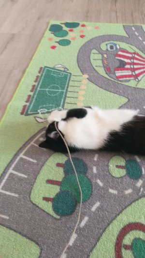 кошка бесится