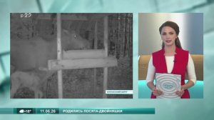 11.06.2026 Лосята