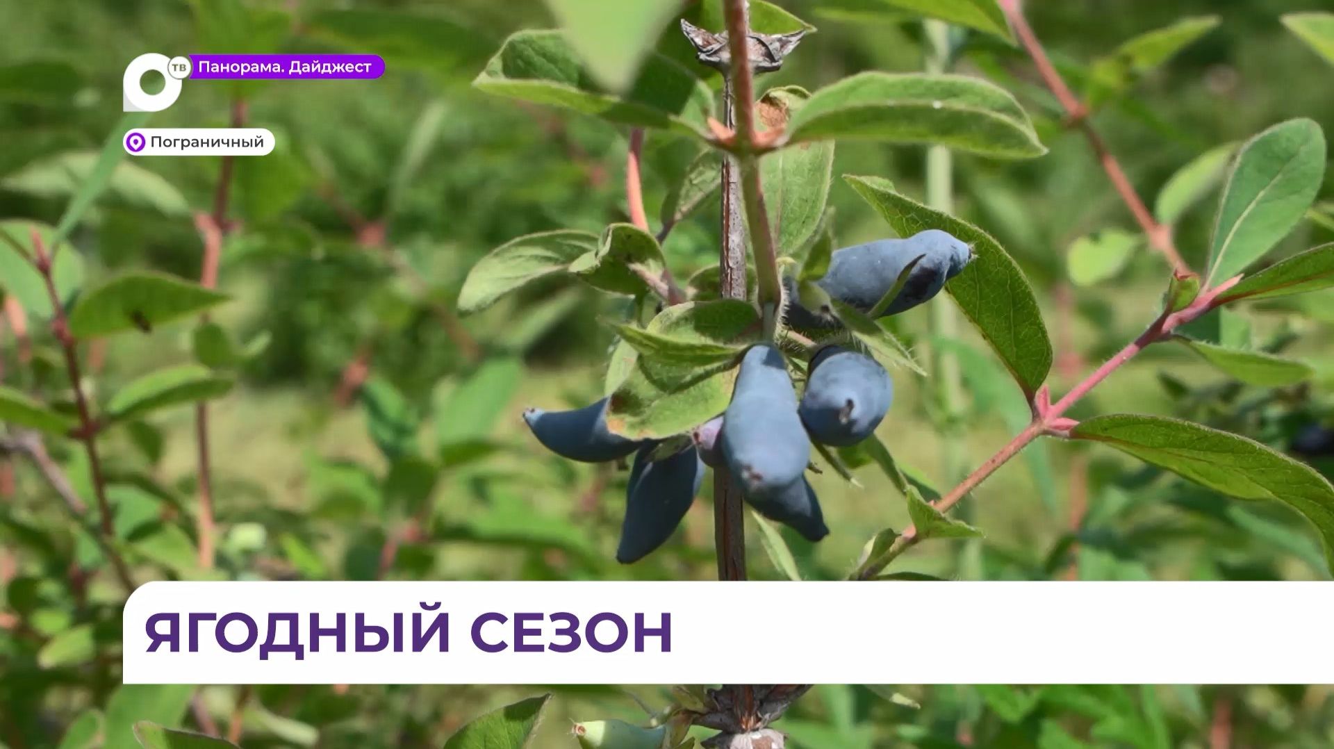 Первый урожай жимолости убирают с полей Пограничного смотреть онлайн