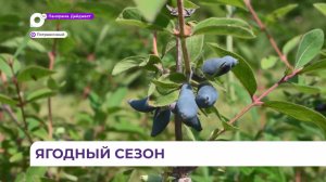 Первый урожай жимолости убирают с полей Пограничного