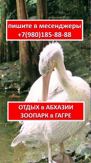 ОТДЫХ в АБХАЗИИ. ЗООПАРК в ГАГРЕ