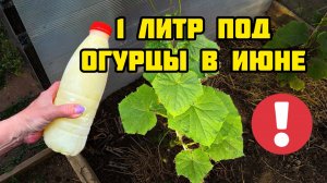 1 литр под ОГУРЦЫ в ИЮНЕ. Засыпят урожаем и желтеть не будут. Что внести чтобы куст огурцов попер!
