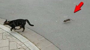 Крысы против кошек! Кто кого