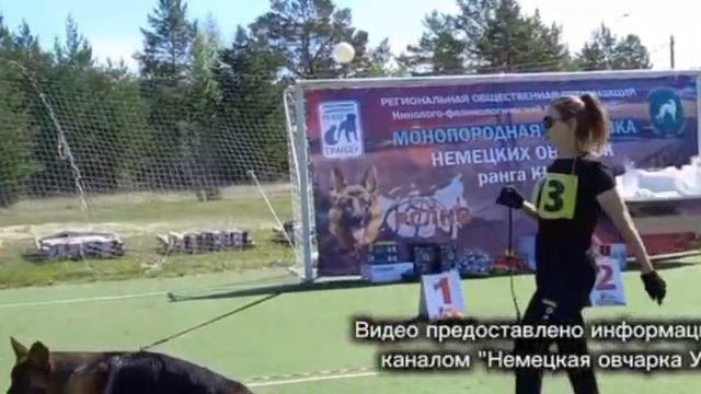 ЩЕНКИ СУКИ / КЧК СУРГУТ 30 мая`26 А.Кейвомяги Моно немецких овчарок