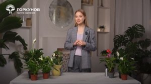 Антуриум - инструкция по уходу