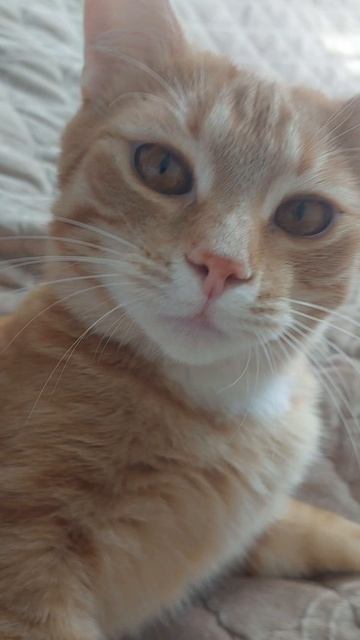 Привет кот 😻