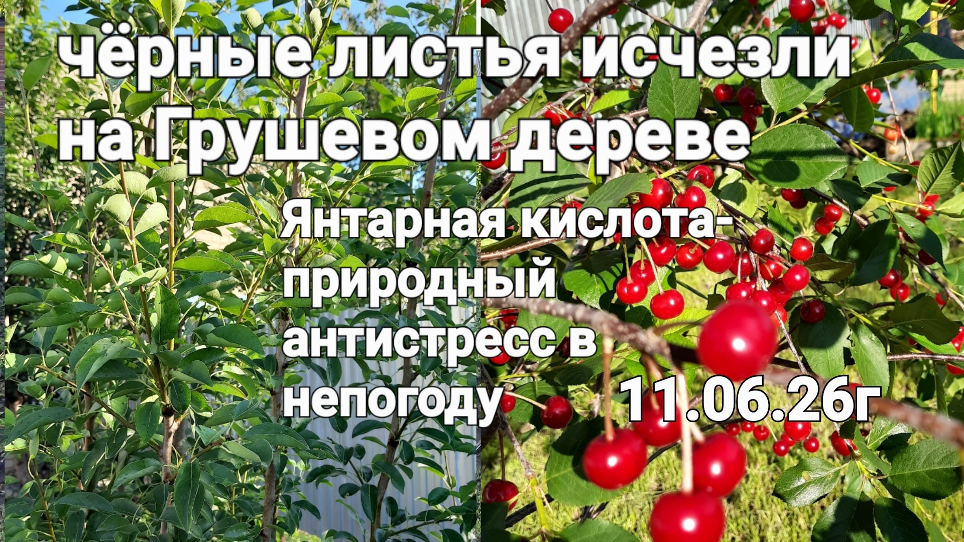 Вылечено грушевое дерево🌳 Янтарная кислота-природный антистресс в непогоду,подкормка по листу 🍅
