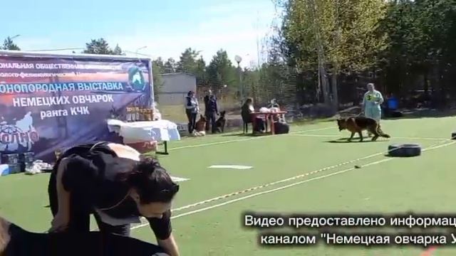 МОЛОДЫЕ КОБЕЛИ ДШ / КЧК СУРГУТ 30 мая`26 А.Кейвомяги Моно немецких овчарок