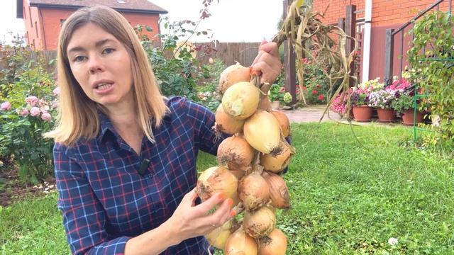 Выращиваем лук из семян.
