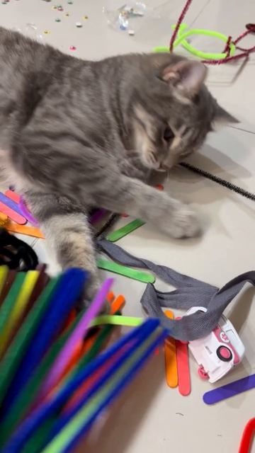 Милый котик 🐱😺