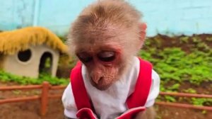 Жизнь маленькой обезьянки 💕33часть! почему они убегают??
