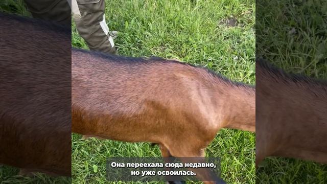Переехали в новый дом! Последние новости из жизни семьи коз — в проекте «АиФ» «Пушистые истории»