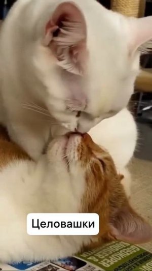 Клип @meowtaverse