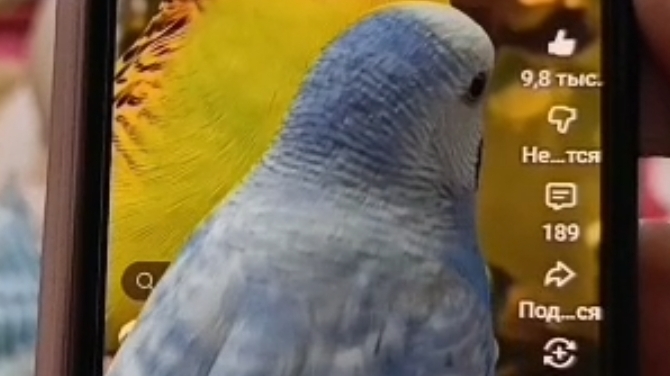 Смотрим Ютуб вместе 🦜 #ангелочеккеша #shortsviral #попугай