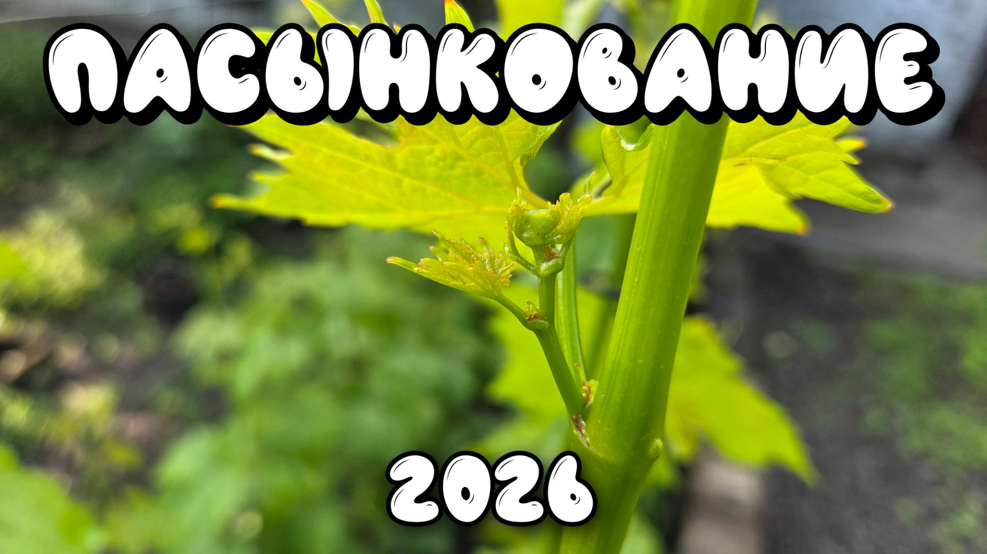 ПАСЫНКОВАНИЕ винограда. 2026 год.