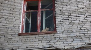 Кошачий притон устроили в многоквартирном доме Бийска («Будни», 11.06.26г., Бийское телевидение)