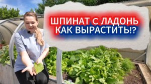 Как вырастить жирный шпинат с ладонь. Какие сорта шпината посадить, проверено грядками!