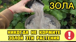 Зола - польза и вред подкормки растений. Плюсы и минусы