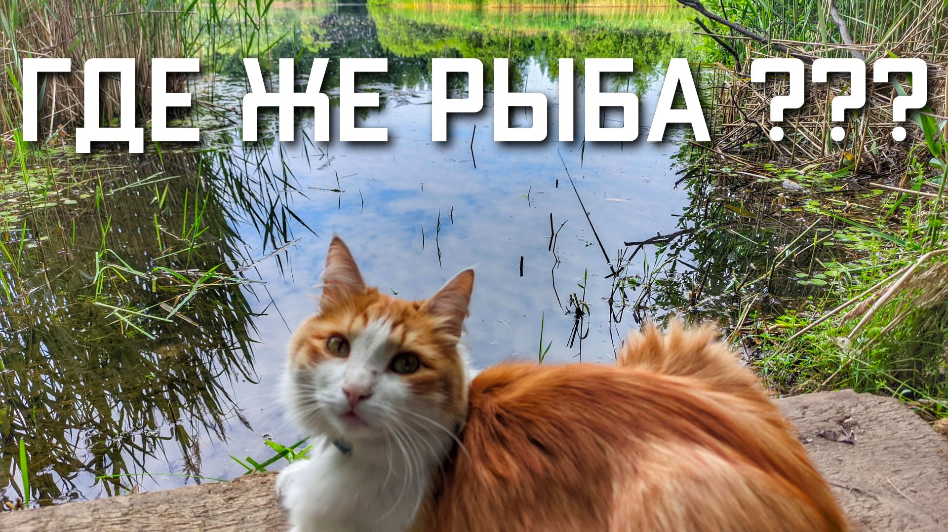 Не клюет карась