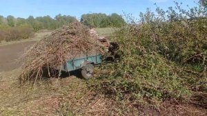 Вымерзла малина на участке возле дома. 25.05.2026