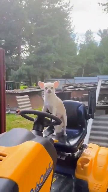 Балдеем на даче))🥰👍 смотреть онлайн