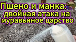 Война с муравьями битва началась.Надеюсь на победу