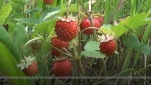 ЗЕМЛЯНИКА ЛЕСНАЯ Сбор в тайге Обсуждения ягоды Рецепты Продажа Купля Сибирь лес 6 июля 2018