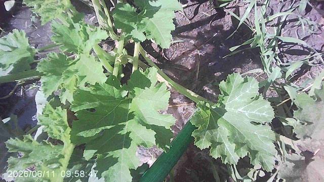 Обзор и полив нашего второго кабачкового растения сорта "Чёрный Красавец"