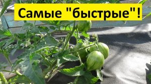 Какие Томатные Гномы первыми завязали плоды? Гном Крапчатое сердце №805. 10 июня 2026.
