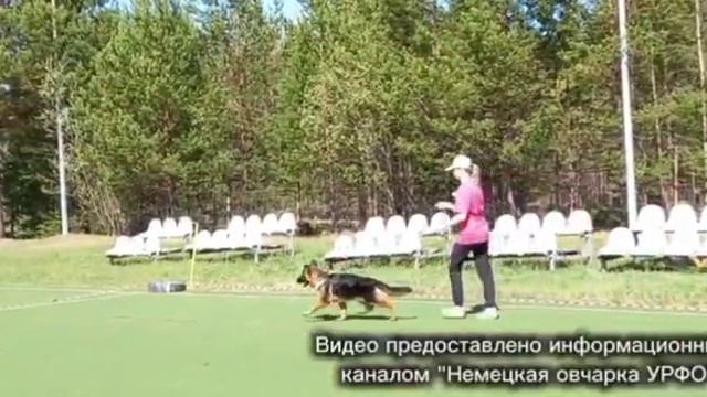 БЕБИ СУКИ / КЧК СУРГУТ 30 мая`26 А.Кейвомяги Моно немецких овчарок