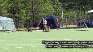 1 Оч/хор Дариан Хоф ЦИГУН +0+ №8. СУРГУТ 30 мая`26 Моно немецких овчарок