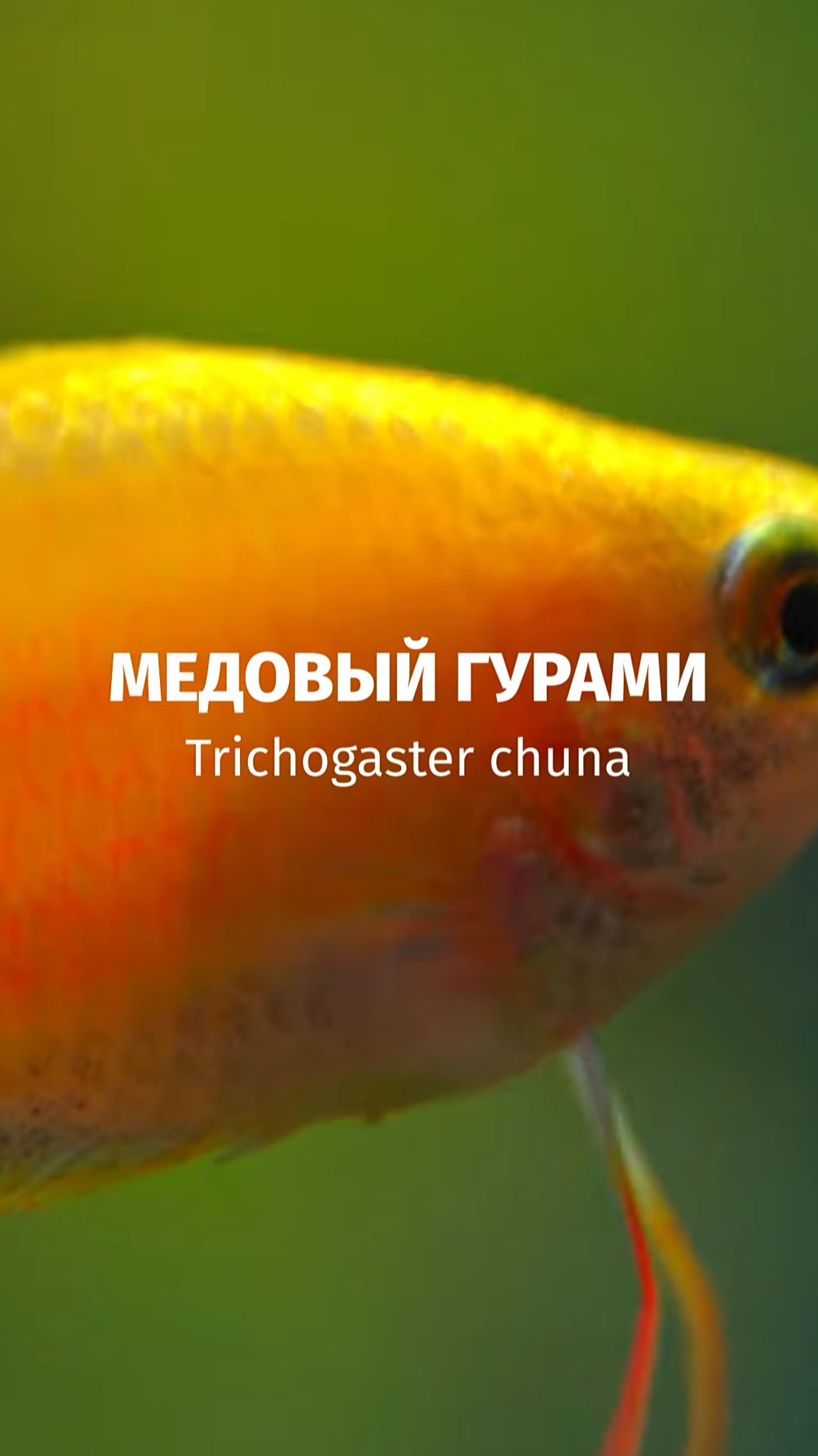 Медовый гурами