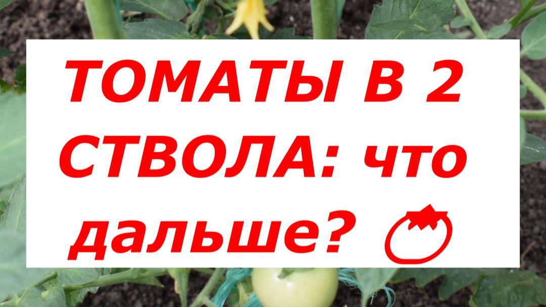ТОМАТЫ В 2 СТВОЛА: как не устроить джунгли? ✂️🍅