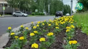 Более 270 тысяч цветов украсят улицы Ханты-Мансийска этим летом