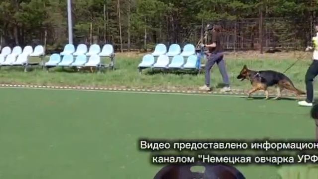 ЮНИОРЫ СУКИ / КЧК СУРГУТ 30 мая`26 А.Кейвомяги Моно немецких овчарок