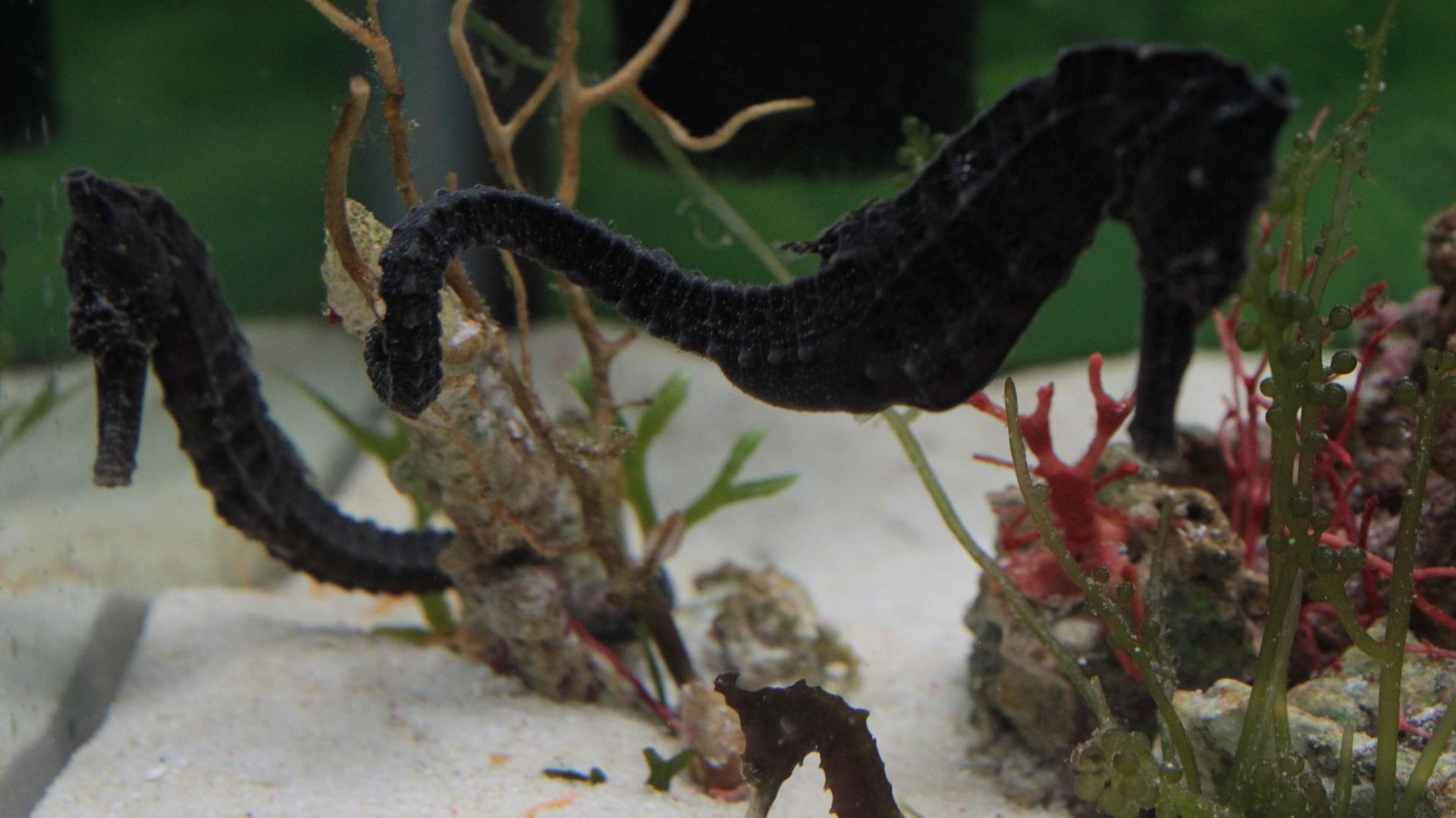 Морской конёк, Hippocampus guttulatus, Москвариум