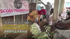 11 июня. Парама экадаши. Раздача овощей коровкам на гошале
