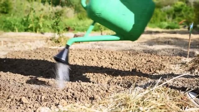 Как избавится от луковой мухи. Проверенное средство для огорода.
