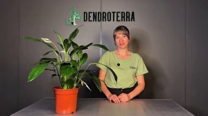 ВСЕ ЧТО НУЖНО ЗНАТЬ О СПАТИФИЛЛУМЕ