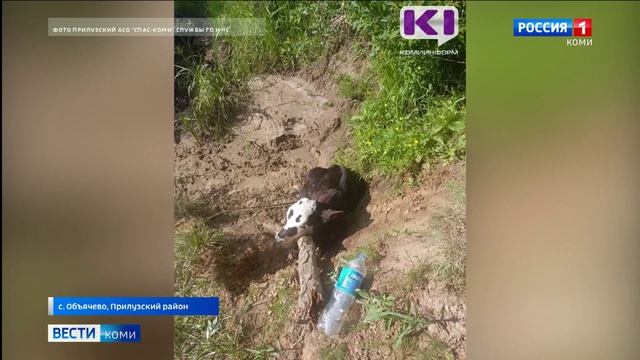 Бойцы отряда "СПАС-КОМИ" в Объячево пришли на помощь бычку