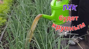Июньская подкормка лука проверенный рецепт для крупного  размера  и богатого урожая.