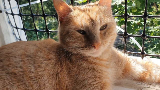 Рыжая кошечка отдыхает
