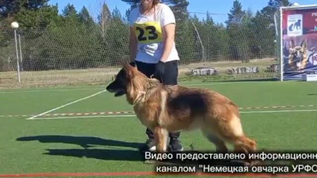 ВЕТЕРАНЫ СУКИ / КЧК СУРГУТ 30 мая`26 А.Кейвомяги Моно немецких овчарок